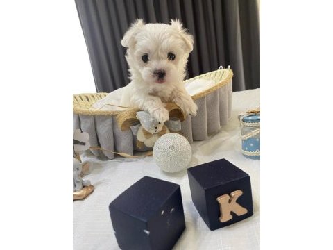 Kore anne babadan maltese bebekler
