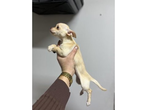 Pinscher bebekler