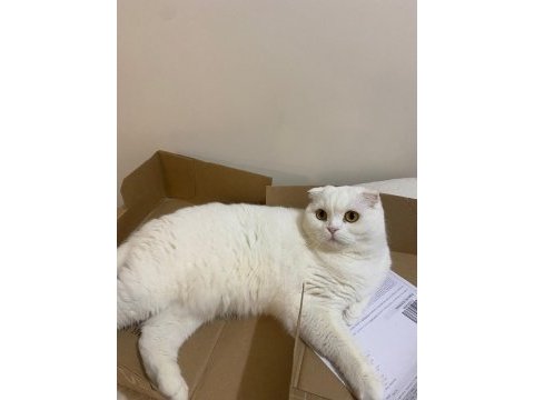 Ayışığı scottish fold