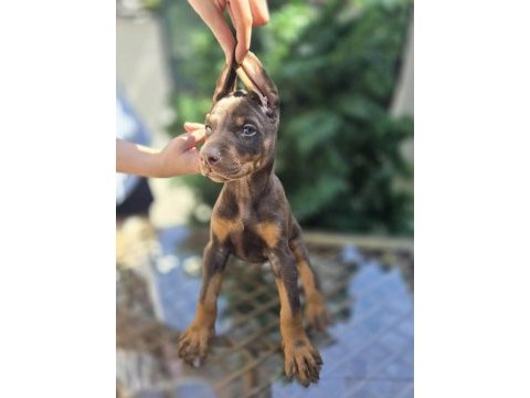 Mağazamızdan dişi kızıl doberman king