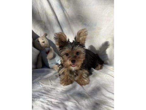 Yorkshire terrier