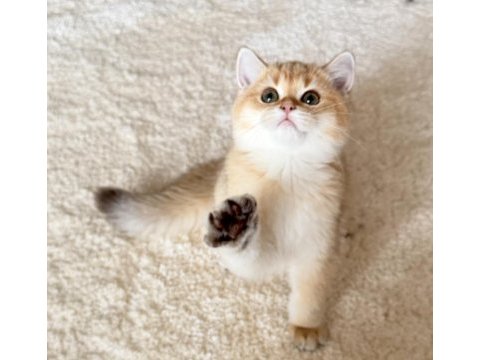 Safkan british shorthair golden by11 erkek yavru