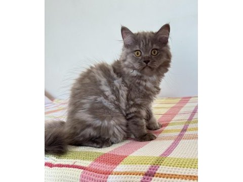 British longhair