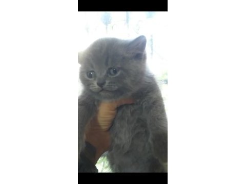 British shorthair