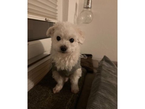 Sempatik maltipoo yavrular