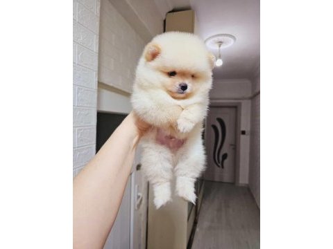 Pomeranian boo beneklerimiz