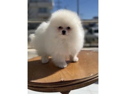 Çok özel tea cup pomeranian yavrularımız