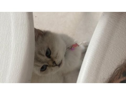 Acil satılık kedimiz için ul