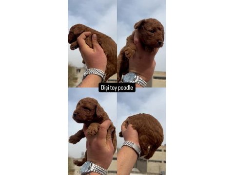 Toy poodle minik köpekler