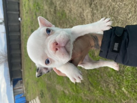 French renkli gözlü french bulldog