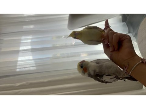 Lutino 2 aylık ele alışkın sultan papağanı