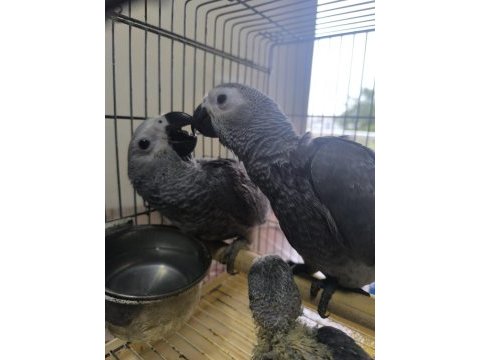 Bebek jako papağanlar