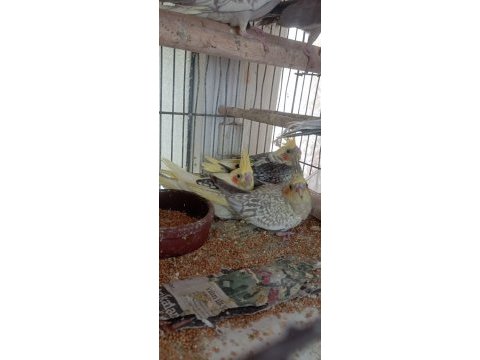Ele alışık pied grey lutino sultan yavrular yeme düştü