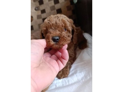 Safkan toy poodle bebekler ev üretimi çorlu
