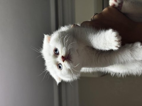 Beyaz scottish fold mavi gözlü dişi 2.5 aylık