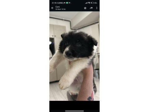Border collie safkan ırk garantili