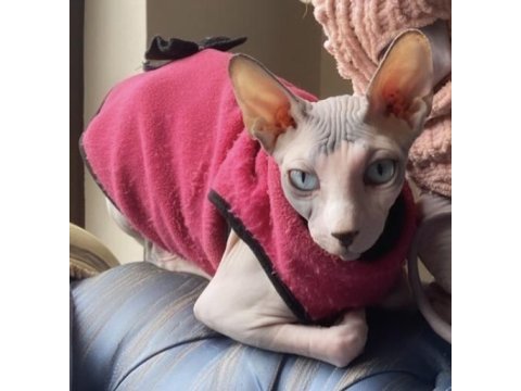 Sphynx kedisi ücretsiz