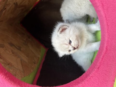 Saf british shorthair yavrularımız