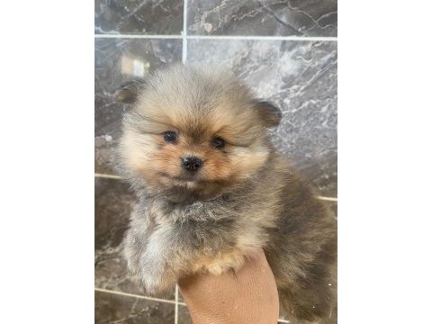 Pomeranian boo yavruları