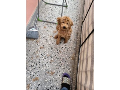 Red brown toy poodle