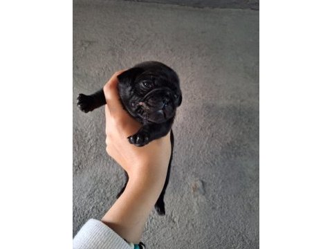 Yurt dışı girişli solid siyah jaguari pug yavrular