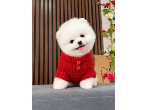 Irk ve sağlık garantili pomeranian boo bebekler