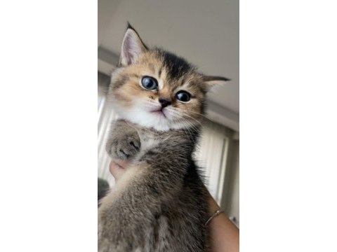 British golden shorthair/longhair erkek dişi