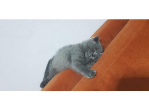Mersin scottish fold