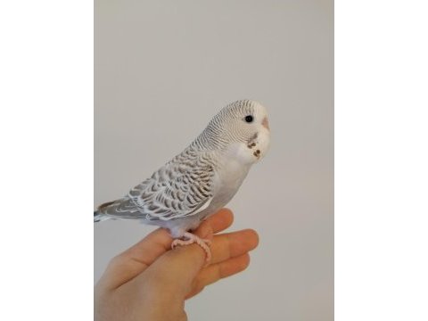 Yeni yeme düşen jumbo erkek yavru muhabbet kuşu