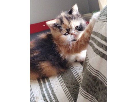 Cfa kayıtlı exotic shorthair anne ve baba yavru