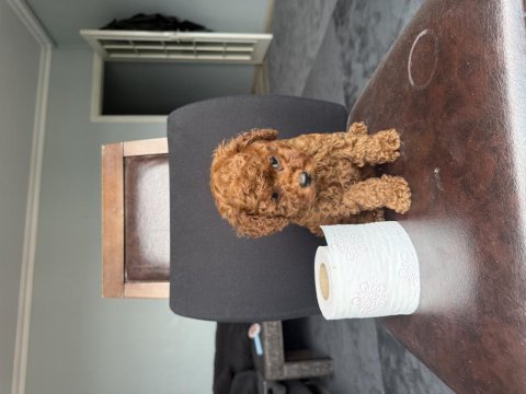 Ev ortamında büyüyen ped eğitimli mini boy poodle