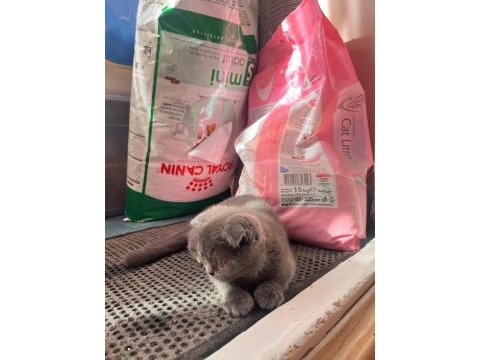 Scottish fold yavru erkek