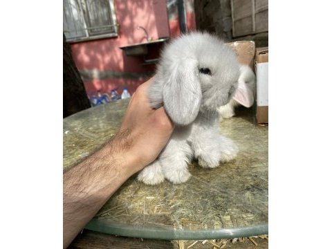 Veteriner hekimden hollanda\mini lop tavşanı yavrular