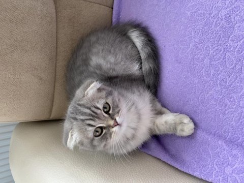 British longhair ve scottish fold