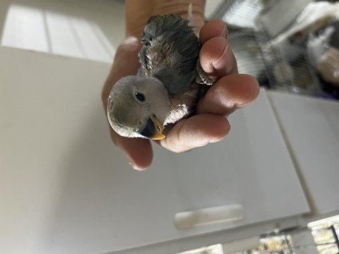 30 günlük yeni yeme düşecek sevda papağanı