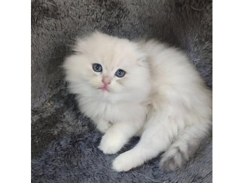 İstanbul içi 7/24 adrese teslim british longhair