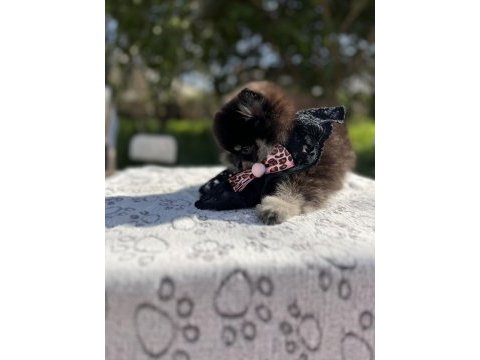 Sevimli black tan pomeranian