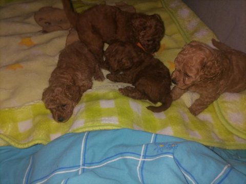 Teacup poodle küçük boy bebeklerim