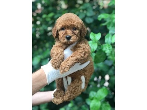 A kalite poodle ayarında maltipoo bebek