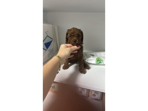 Dark redbrown kore dişi poodle