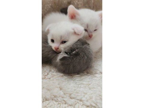 Scottish fold kedimizi sahiplendirme