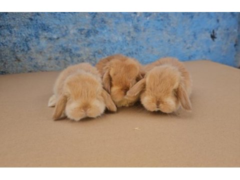Mini lop tavşanı bebeklerimiz