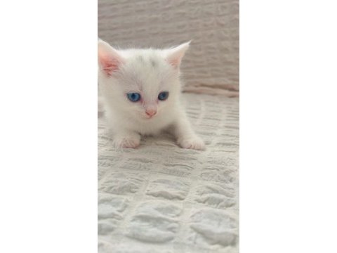 Sahiplendirme british longhair kedimiz