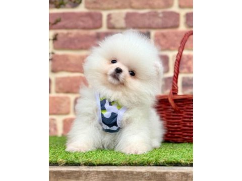 Safkan pomeranian boo bebekler