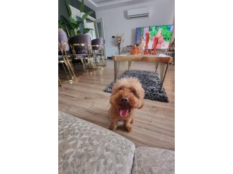 2 yaşında erkek toy poodle
