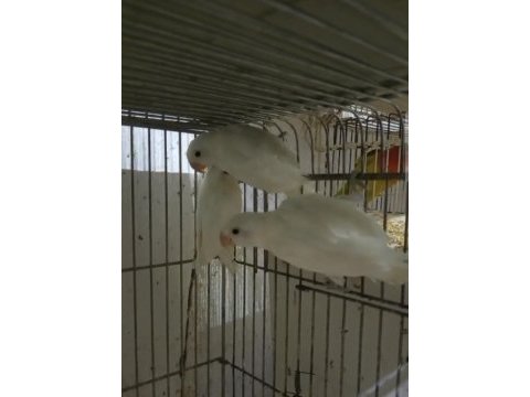 Cennet papağanı albino