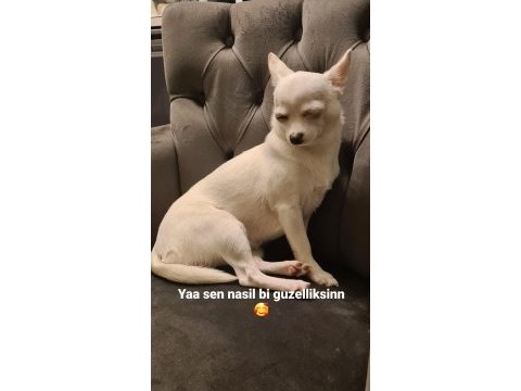 Elma kafa ve küt burun teacup chihuahua yavru