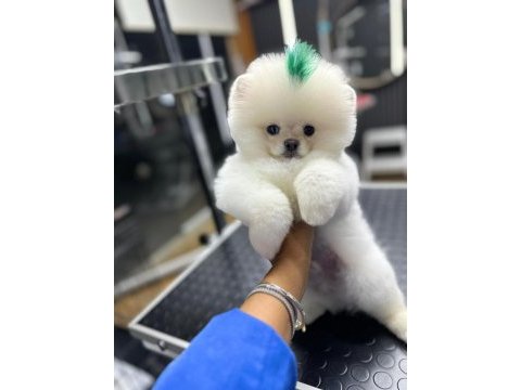 4 aylık üst düzey pomeranian boo yavrularım