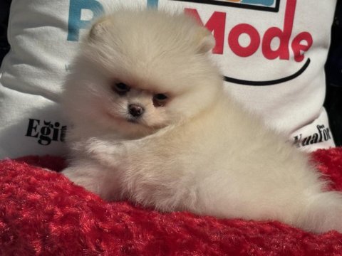 Çok özel tea cup pomeranian yavrular ziyarete açık