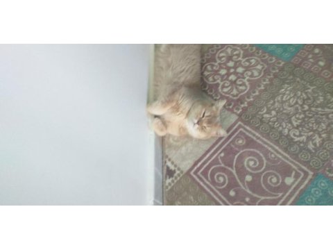 British shorthair balım için yuva arıyoruz